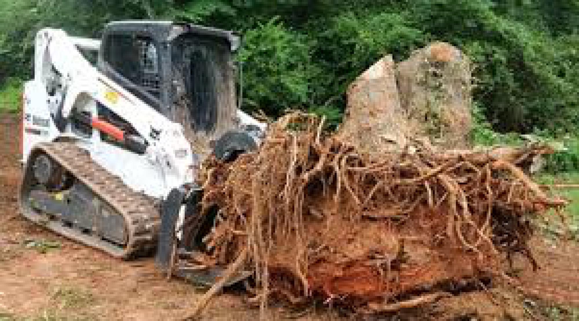 Dessouchage - 77  Georges Elagage 77